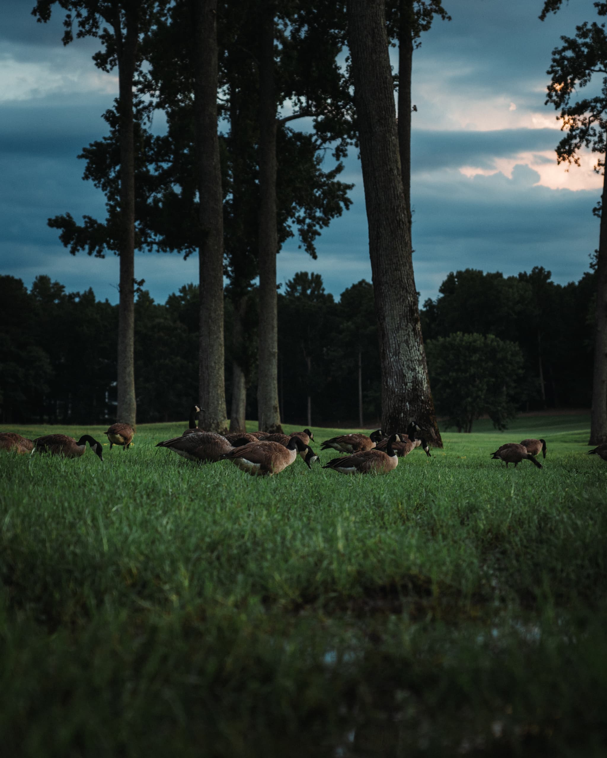 A group of geese rests on a grassy field among tall trees under a dusky sky