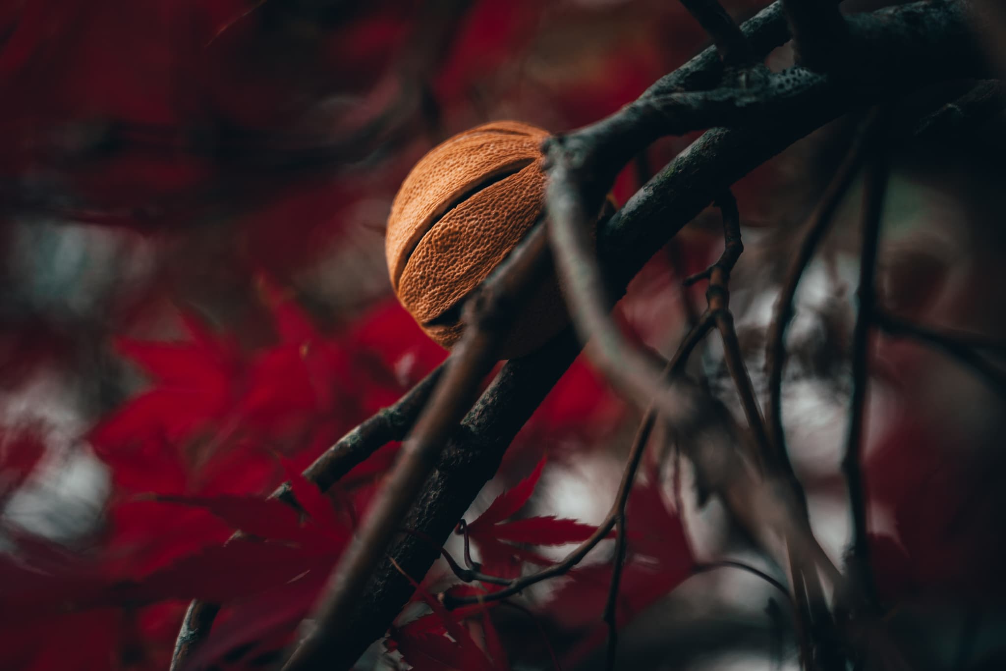 A walnut nestled among bare branches against a backdrop of red leaves