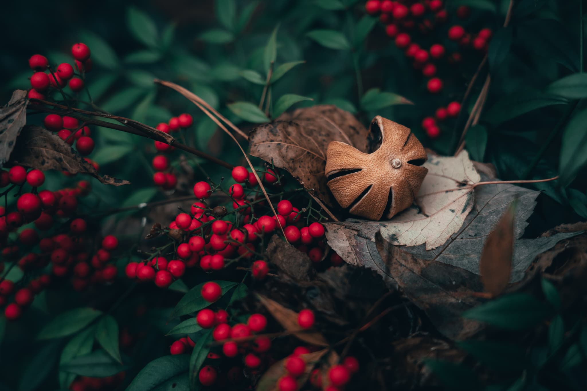 A cat-shaped cookie nestled among leaves and red berries, creating a whimsical autumn scene