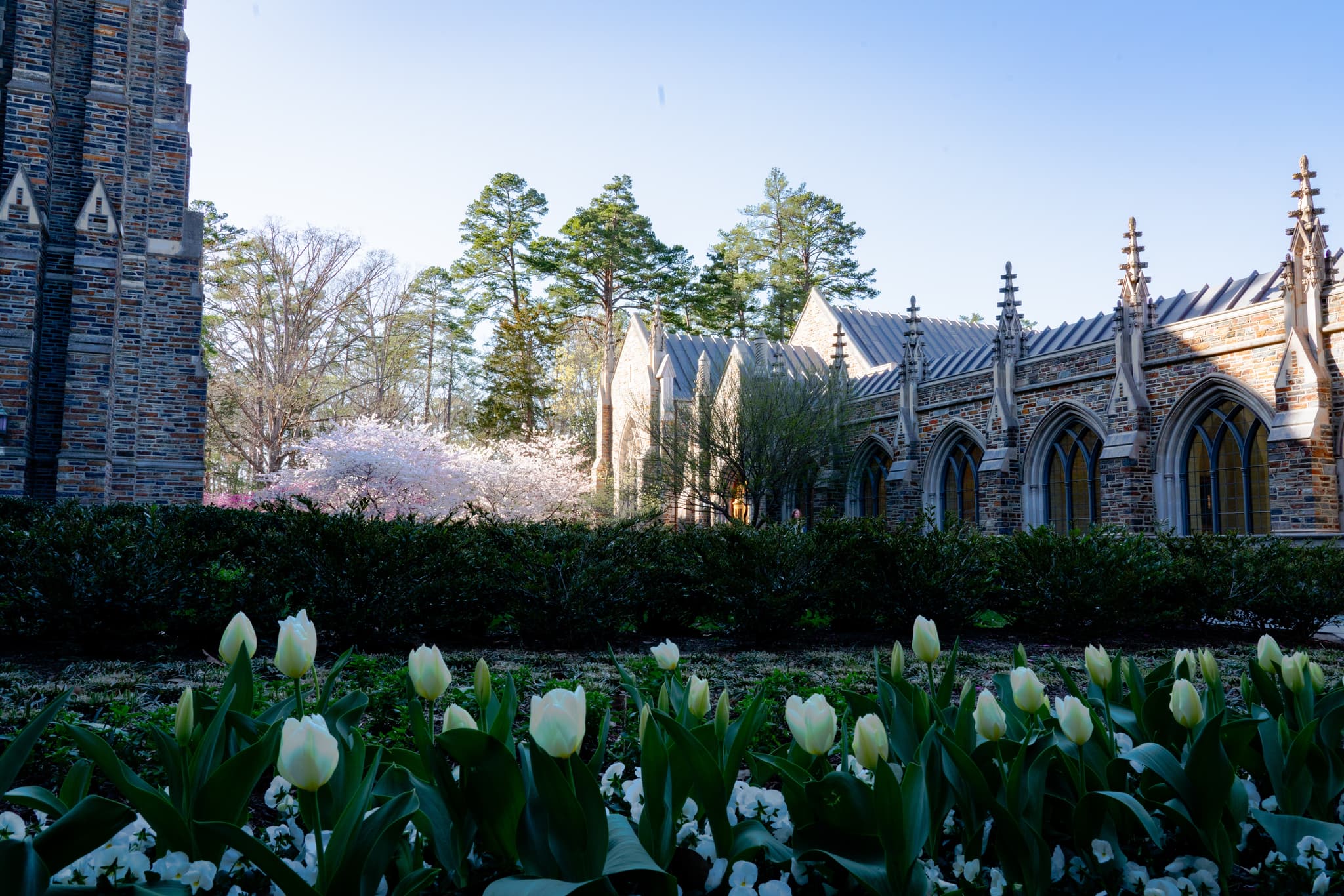 A gothic-style building with arched windows is partially obscured by trees, with a foreground of white tulips under a clear blue sky