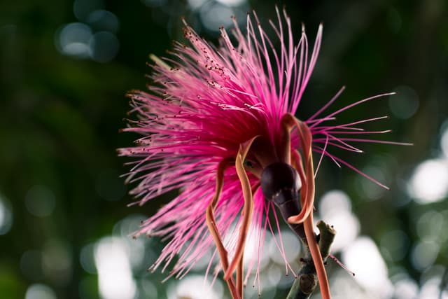 A vibrant pink flower with spiky petals and prominent stamens against a blurred green background