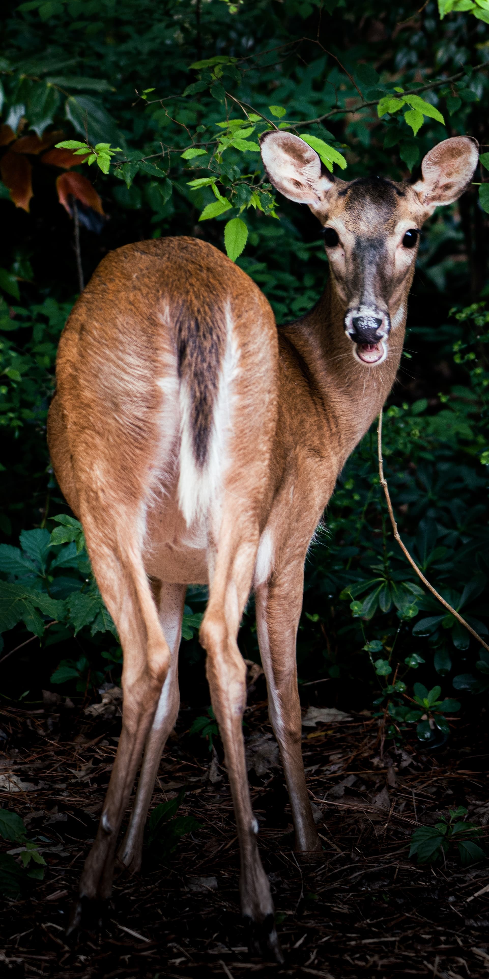 A deer stands in a darkened forest environment, looking over its shoulder towards the camera with a slightly open mouth