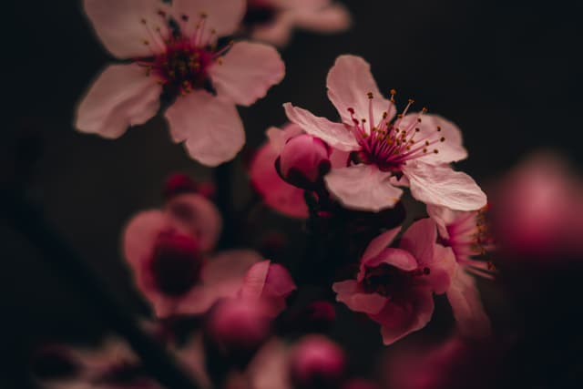 Close-up of pink cherry blossoms against a dark background