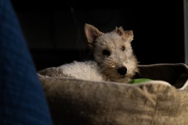 A small dog resting in a cozy bed with a shadow partially covering its face