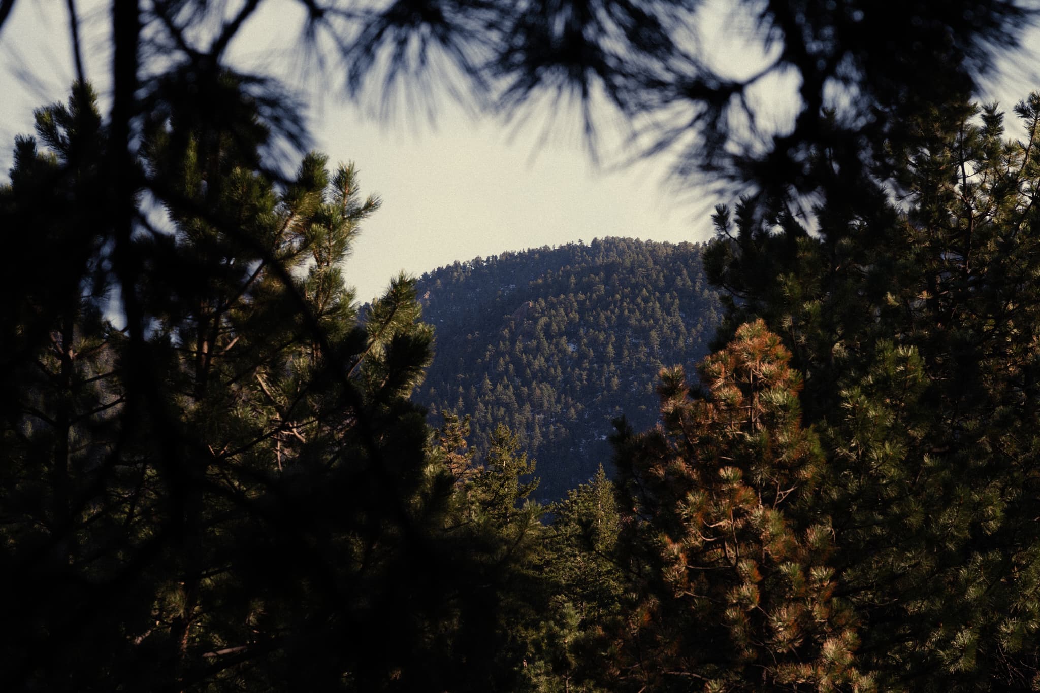 A forested landscape with a mountain in the background, framed by dark pine branches in the foreground