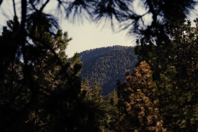 A forested landscape with a mountain in the background, framed by dark pine branches in the foreground