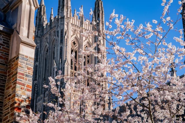 Cherry blossoms in full bloom with a Gothic cathedral in the background under a clear blue sky