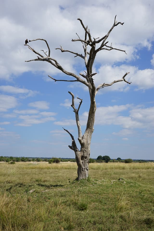 A leafless tree stands alone in a grassy field under a partly cloudy sky