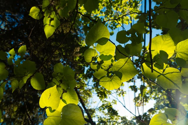 Sunlight filters through green leaves against a backdrop of a clear blue sky