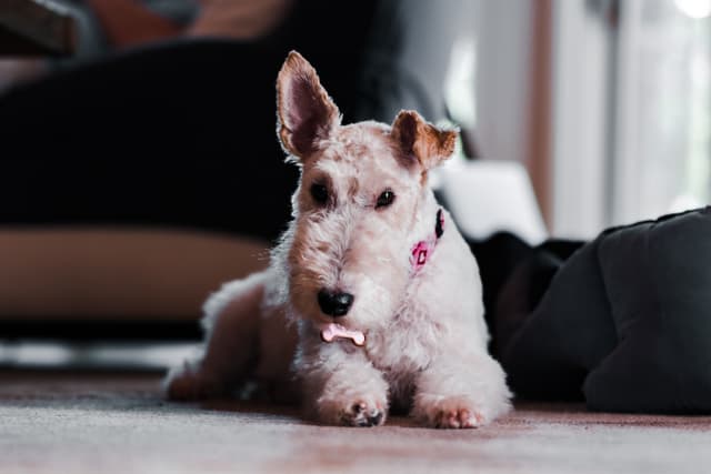 A wire-haired terrier dog lying on a carpeted floor with a soft focus background