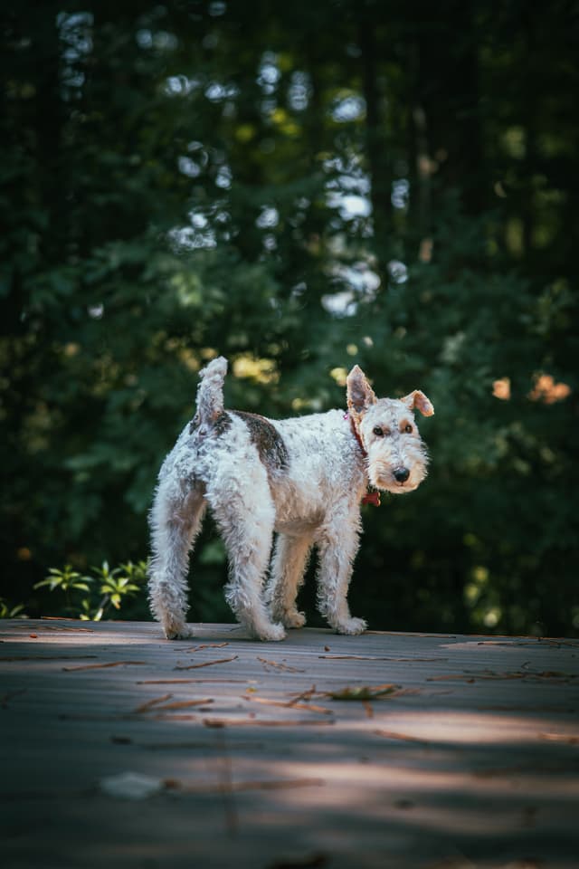 A dog with a white and brown coat stands on a wooden surface, looking back, with a forested background