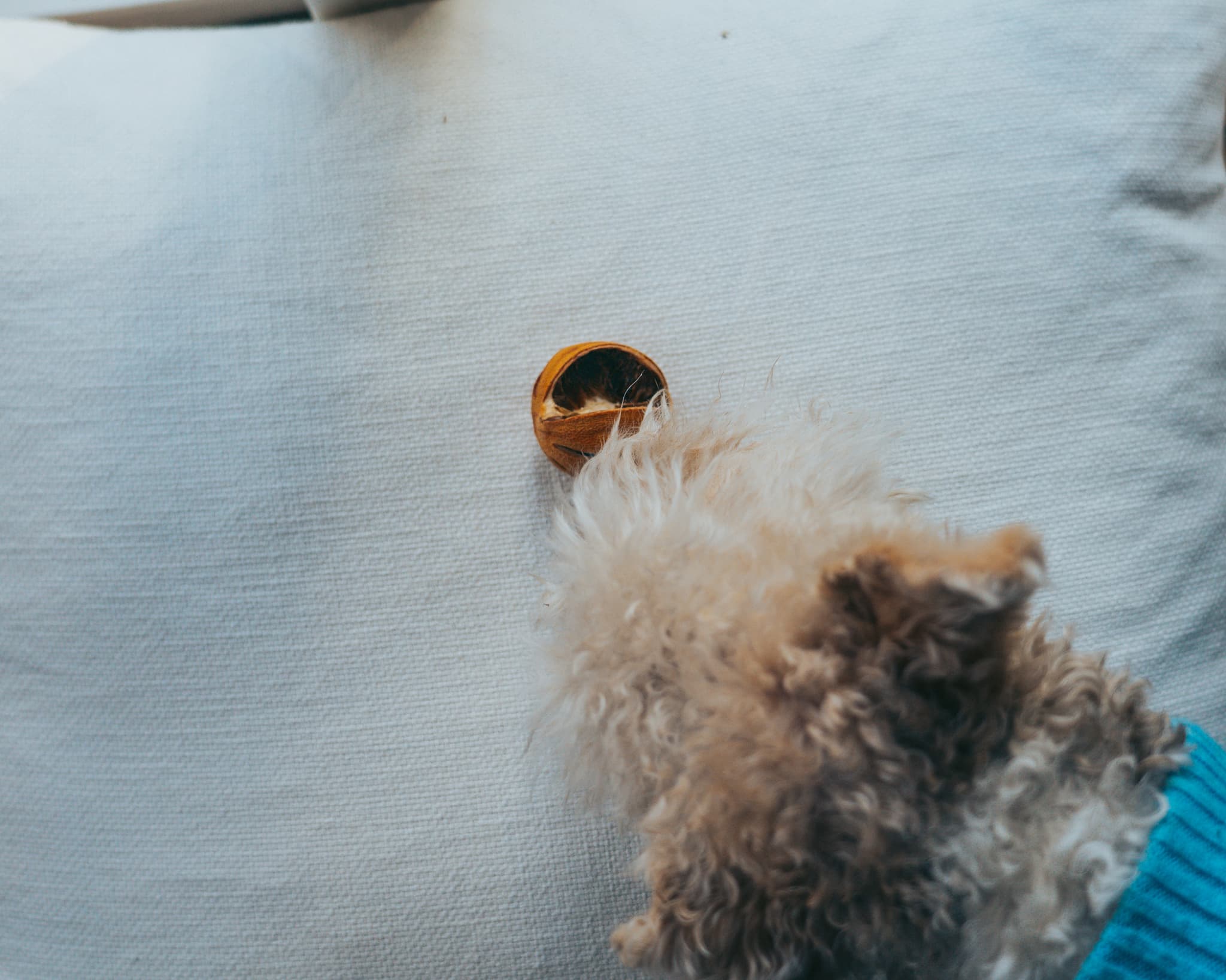 A small dog wearing a blue striped shirt is lying next to a pair of sunglasses on a white textured surface