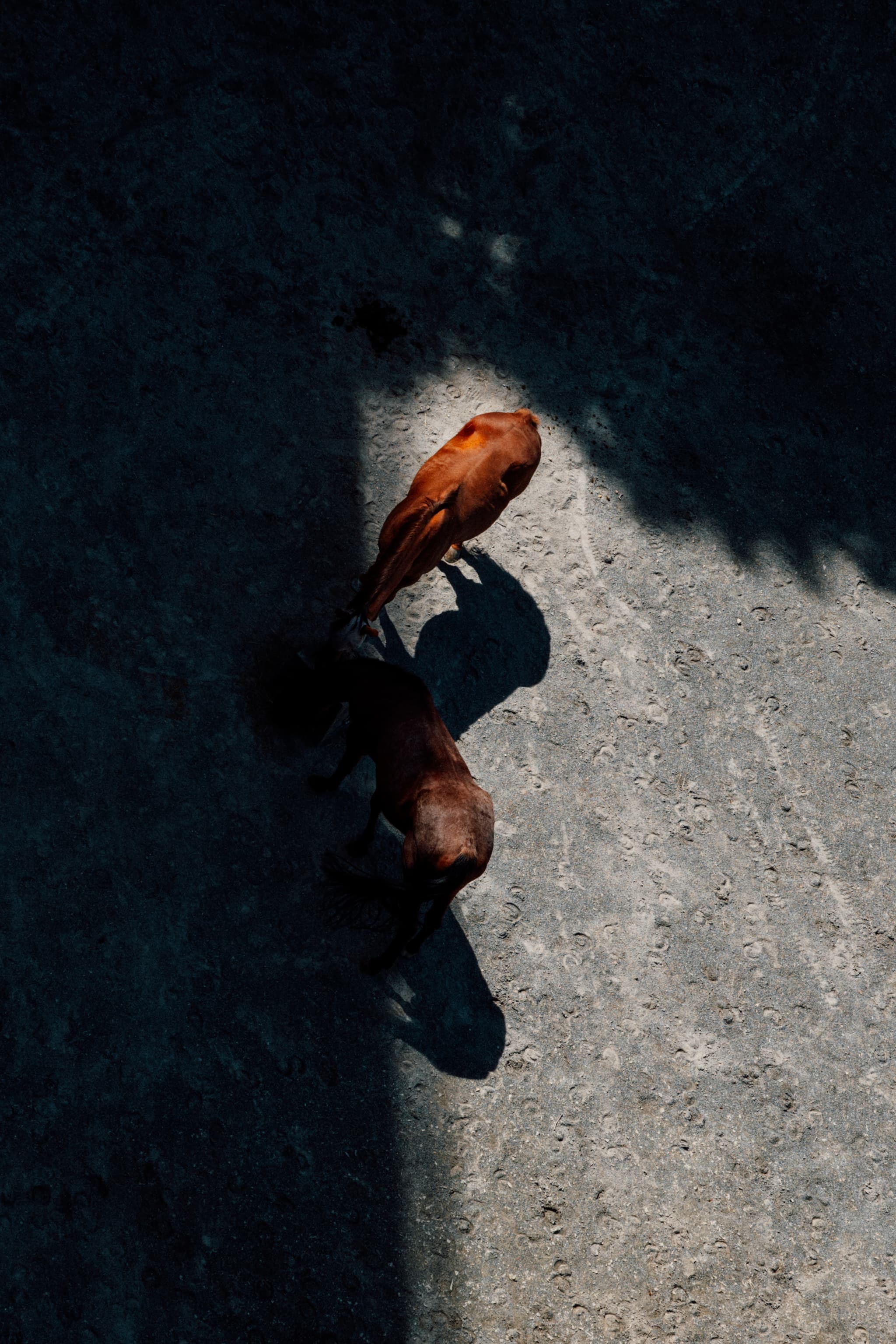 A horse casts a shadow on a textured ground, illuminated by a beam of light that highlights its form