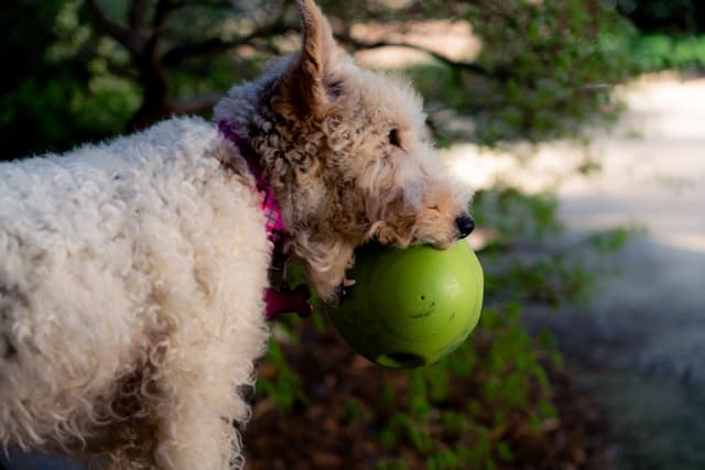 A white dog with a pink collar holding a green ball in its mouth, with trees in the background