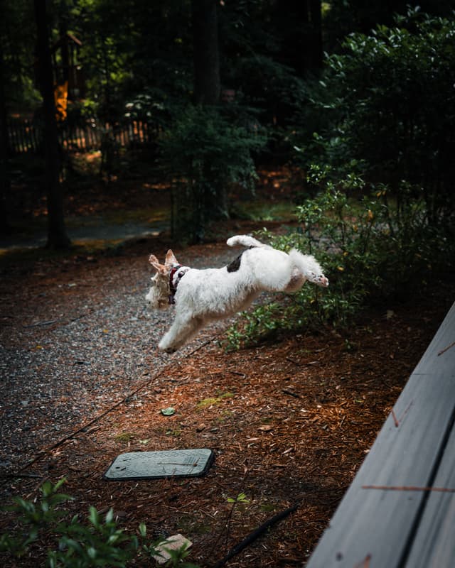 A dog mid-leap, attached to a leash, against a backdrop of a wooded area