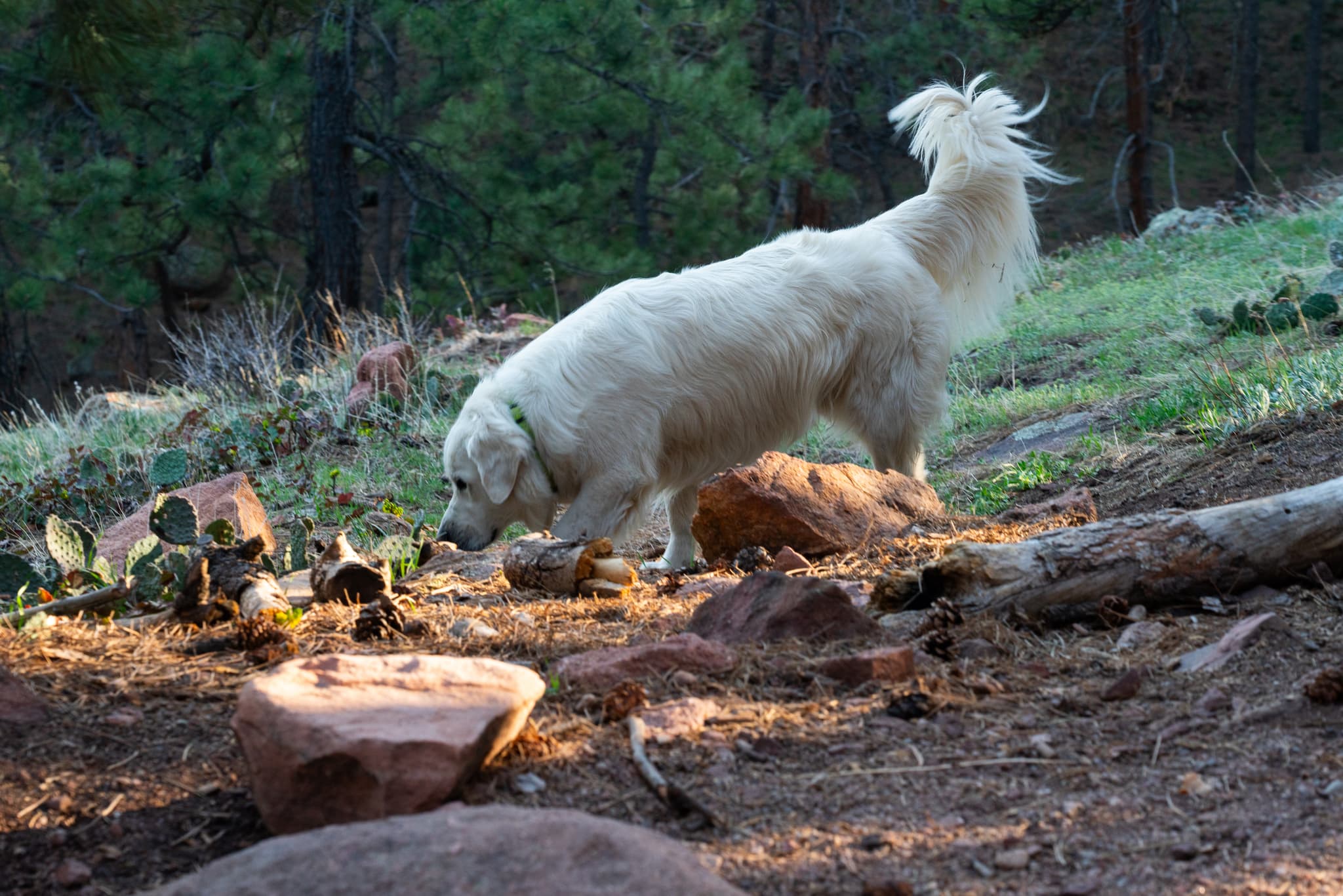 A white goat is sniffing the ground in a wooded area with sunlight filtering through the trees