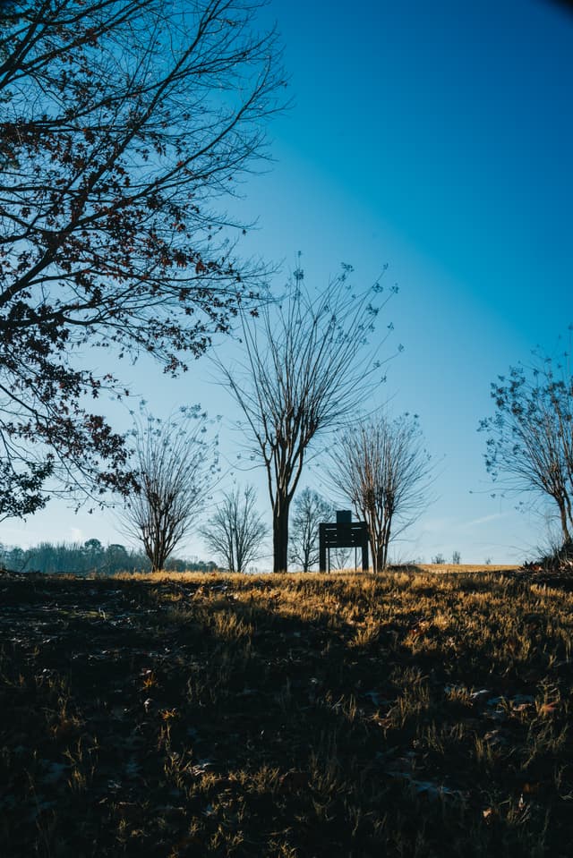 Bare trees and a small structure on a grassy field under a clear blue sky