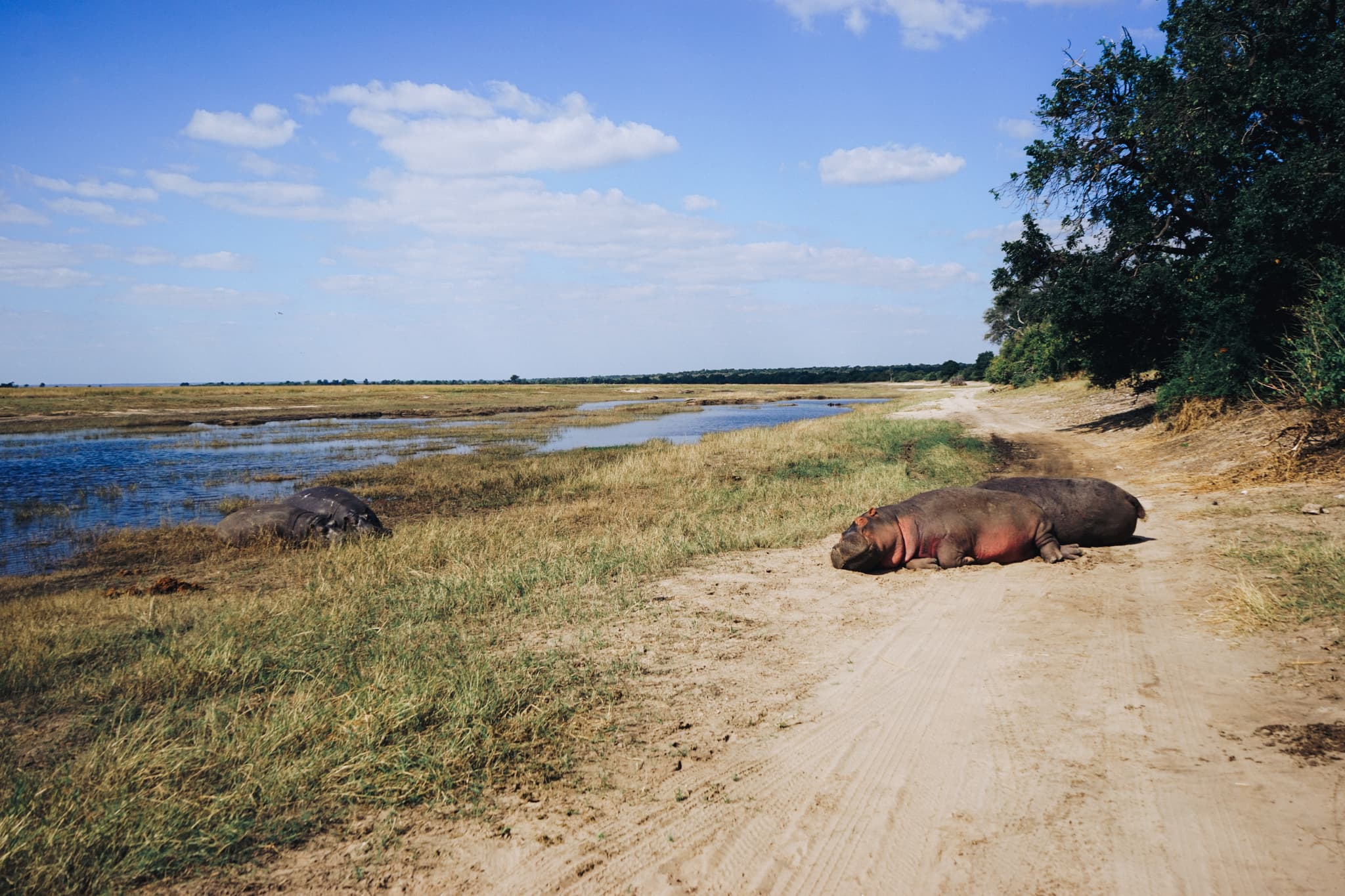 A dirt path leading towards a water body with a large hippopotamus lying on the ground to the right, under a clear blue sky with sparse clouds Trees line the left side of the path