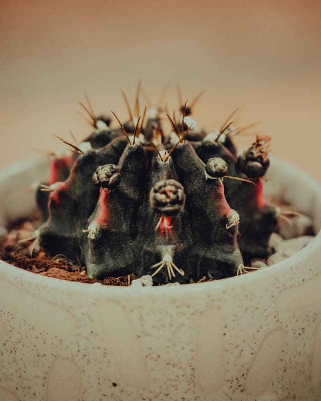 A potted cactus with multiple spiky stems and small, reddish flowers blooming at the tips