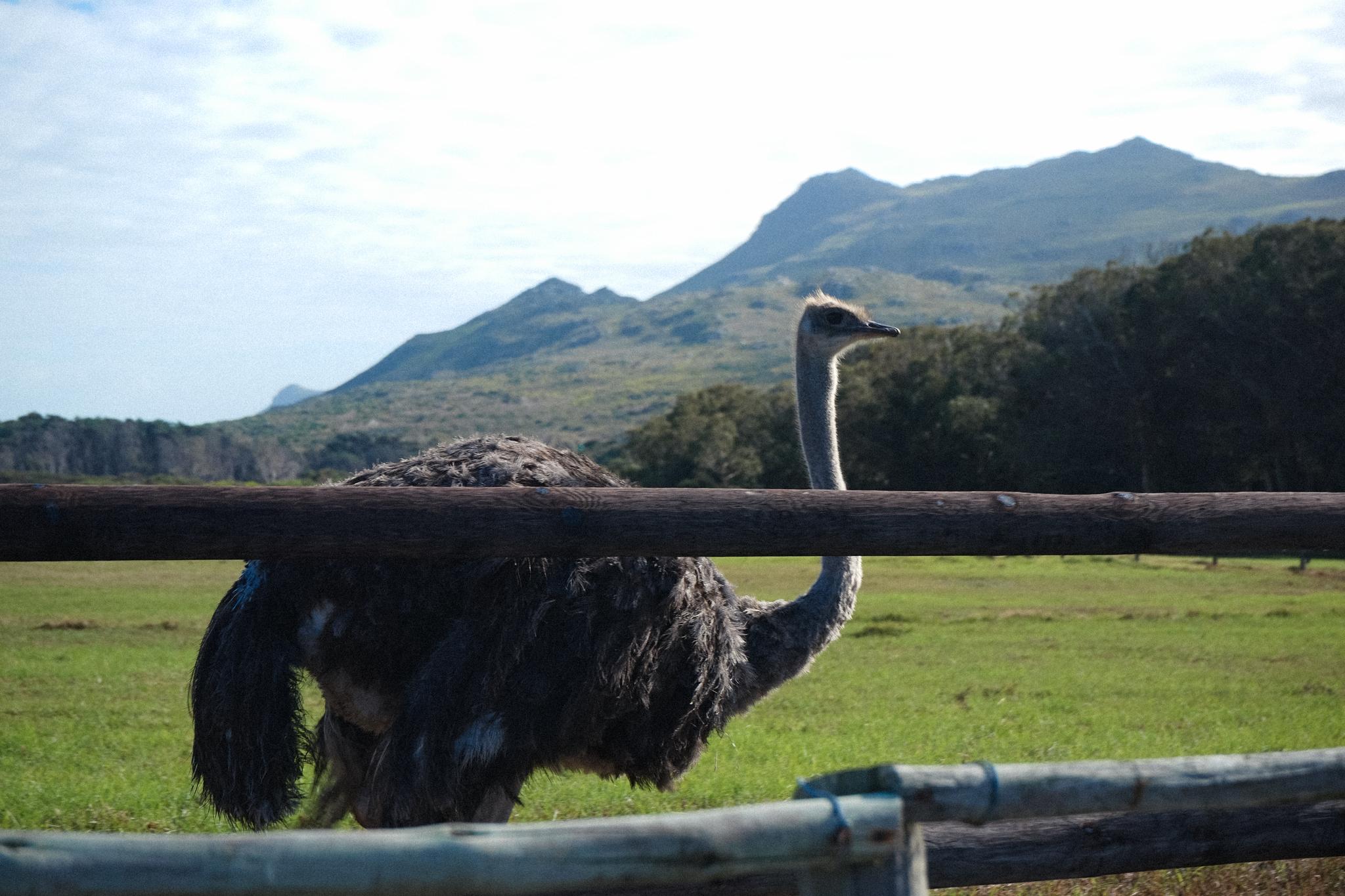 An ostrich stands behind a fence with a backdrop of a mountainous landscape and a clear sky