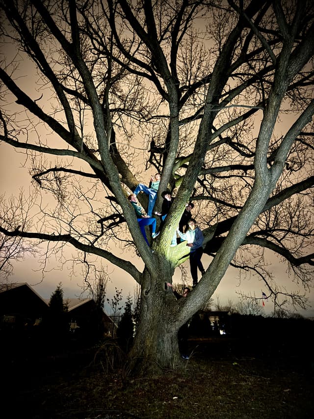 A leafless tree at night with several people sitting on its branches