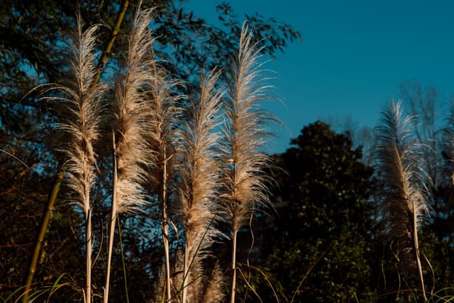 Tall pampas grass plumes stand against a darkening sky