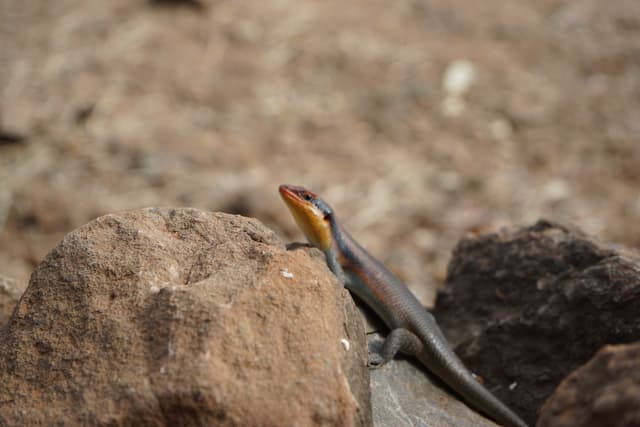 A skink, identifiable by its sleek body and distinctive head, perches atop a rock with a blurred natural background